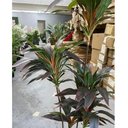Ver imagem 3 de Planta Artificial Dracena Borda Vermelha Árvore com 1.50m