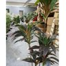 Planta Artificial Dracena Borda Vermelha Árvore com 1.50m - 3