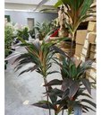 Ver imagem 3 de Planta Artificial Dracena Borda Vermelha Árvore com 1.50m