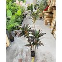 Ver imagem 5 de Planta Artificial Dracena Borda Vermelha Árvore com 1.50m