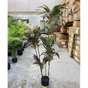 Ver imagem 6 de Planta Artificial Dracena Borda Vermelha Árvore com 1.50m