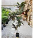 Ver imagem 6 de Planta Artificial Dracena Borda Vermelha Árvore com 1.50m