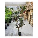 Ver imagem 2 de Planta Artificial Dracena Borda Vermelha Árvore com 1.50m