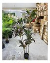 Ver imagem 2 de Planta Artificial Dracena Borda Vermelha Árvore com 1.50m