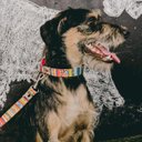 Ver imagem 5 de Coleira e Guia para Cachorros-tamanho Médio - Modelo Afrika