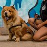 Peitoral E Guia Para Cachorros - Tamanho Grande - Cor Preto - 5