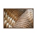 Ver imagem 1 de Quadro Decorativo - Penas Detalhe Flnt075 - Vidro com Impressão Uv - 60x40cm