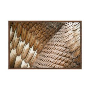 Quadro Decorativo - Penas Detalhe Flnt075 - Vidro com Impressão Uv - 60x40cm