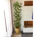Ver imagem 6 de Kit 4 Planta Artificial Arvore Bambu Da Sorte 1.50cm