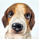 Ver imagem 7 de Escultura de Cachorro Beagle Filhote Decorativo
