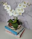 Ver imagem 3 de Arranjo Com 2 Orquídeas Branca Vaso Dourado 22cm