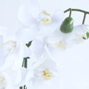 Ver imagem 3 de Arranjo de Orquídea Artificial Branca em Aquário Dourado Taty