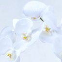 Ver imagem 3 de Arranjo de Orquídea Artificial Branca 4 Hastes em Terrário Rose