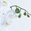 Ver imagem 3 de Arranjo de Orquídea Artificial Branca em Aquário Rose Gold Bella