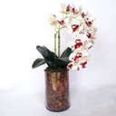 Ver imagem 1 de Arranjo de Orquídea Artificial Tigre em Vaso Tubo Gaia