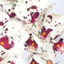 Ver imagem 2 de Arranjo de Orquídea Artificial Tigre em Vaso Tubo Gaia