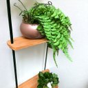 Ver imagem 2 de Arranjo de Samambaia Artificial Pendente em Vaso Cobre