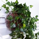 Ver imagem 2 de Arranjo Pendente de Hera Artificial em Vaso Aquário