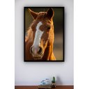 Ver imagem 1 de Quadro Decorativo Foto Cavalo Marrom e Branco - 70x50cm:moldura Branca