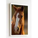 Ver imagem 2 de Quadro Decorativo Foto Cavalo Marrom e Branco - 70x50cm:moldura Branca