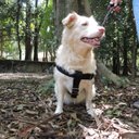 Ver imagem 6 de Conjunto Peitoral, Guia e Cinto para Cachorro - Tamanho Gg - Modelo Preto