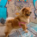 Ver imagem 5 de Conjunto Peitoral e Guia para Cachorro - Tamanho Gg - Modelo Rosa