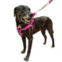 Ver imagem 5 de Conjunto Peitoral e Guia para Cachorro - Tamanho Médio - Modelo Rosa