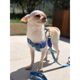 Conjunto coleira, peitoral e guia para cachorro - Tamanho Pequeno - Modelo Camuflado - 6