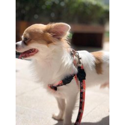 Conjunto coleira, peitoral e guia para cachorro - Tamanho Pequeno - Modelo Minnie - 6