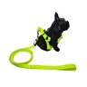 Conjunto coleira, peitoral e guia para cachorro - Tamanho Pequeno - Modelo Neon - 3