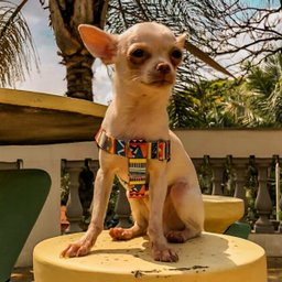 Conjunto peitoral, guia e cinto para cachorro - Tamanho Pequeno - Modelo Afrika - 6
