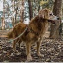 Ver imagem 6 de Conjunto Peitoral, Guia e Cinto para Cachorro - Tamanho Médio - Modelo Afrika