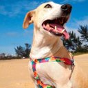 Ver imagem 5 de Conjunto Peitoral, Guia e Cinto para Cachorro - Tamanho Grande - Modelo Aquarela