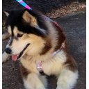 Ver imagem 6 de Conjunto Peitoral, Guia e Cinto para Cachorro - Tamanho Grande - Modelo Flamingo