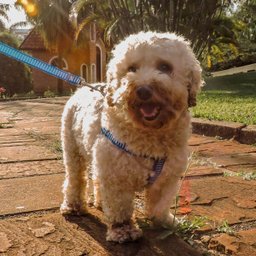 Conjunto peitoral, guia e cinto para cachorro - Tamanho Médio - Modelo Listrado Azul - 6