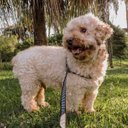 Ver imagem 5 de Conjunto Peitoral, Guia e Cinto para Cachorro - Tamanho Médio - Modelo Listrado Preto