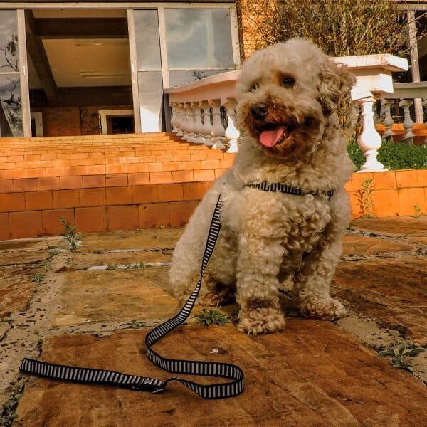 Conjunto peitoral, guia e cinto para cachorro - Tamanho Médio - Modelo Listrado Preto - 6