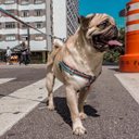 Ver imagem 6 de Conjunto Peitoral, Guia e Cinto para Cachorro - Tamanho Médio - Modelo Marinheiro