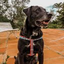 Ver imagem 6 de Conjunto Peitoral, Guia e Cinto para Cachorro - Tamanho Grande - Modelo Marinheiro