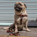 Ver imagem 6 de Conjunto Peitoral e Guia para Cachorro - Tamanho Médio - Modelo Mexicano