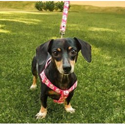 Conjunto Peitoral e Guia para Cachorro - Tamanho Pequeno - Modelo Pata Rosa - 6