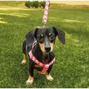 Ver imagem 6 de Conjunto Peitoral e Guia para Cachorro - Tamanho Médio - Modelo Pata Rosa