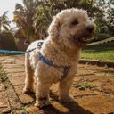 Ver imagem 6 de Conjunto Peitoral e Guia para Cachorro - Tamanho Médio - Modelo Listrado Azul