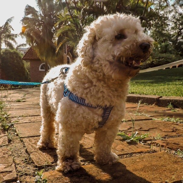 Conjunto peitoral e guia para cachorro - Tamanho Médio - Modelo Listrado Azul - 6