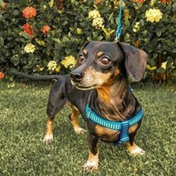 Conjunto peitoral e guia para cachorro - Tamanho Pequeno - Modelo Listrado Preto - 1