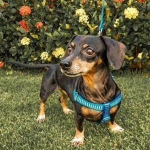 Conjunto peitoral e guia para cachorro - Tamanho Pequeno - Modelo Listrado Preto