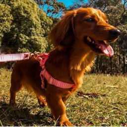 Conjunto peitoral e guia para cachorro - Tamanho Pequeno - Modelo Listrado Rosa - 6