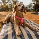 Ver imagem 6 de Conjunto Peitoral e Guia para Cachorro - Tamanho Médio - Modelo Listrado Rosa