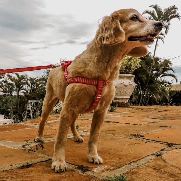 Conjunto peitoral e guia para cachorro - Tamanho Médio - Modelo Listrado Vermelho - 6