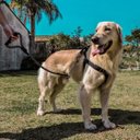 Ver imagem 4 de Peitoral para Cachorro - Tamanho Gg - Básico Preto